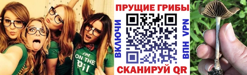 kraken tor  Туймазы  Галлюциногенные грибы Magic Shrooms 